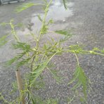 Jelša lepkavá  (Alnus glutinosa) ‘IMPERIALIS’  - výška 100-120 cm, kont. C3L